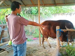 Simak! Panduan Kemenag soal Pelaksanaan Berkurban di Tengah PMK