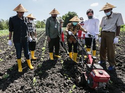 Kisah Petani Tembakau Wonogiri Bisa Renovasi Rumah Hingga Beli Mobil