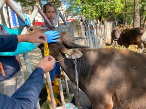 Wanti-wanti Warga Jeli usai Temuan 616 Ternak Tak Layak Kurban di Makassar Wanti-wanti Warga Jeli usai Temuan 616 Ternak Tak Layak Kurban di Makassar