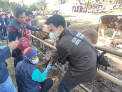Lalu Lintas Ternak Diawasi di Perbatasan Makassar Buntut Suspek PMK di Toraja