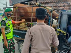 Tak Punya SKKH, Pengangkut Hewan Ternak Gagal Masuk Gresik
