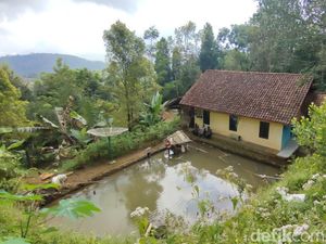 Teror Macan Tutul Bikin Resah Warga Desa Cikupa Ciamis