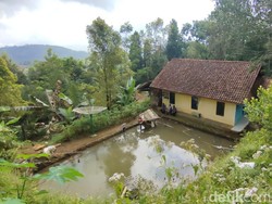 Teror Macan Tutul Bikin Resah Warga Desa Cikupa Ciamis