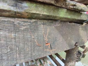 Teror Macan Kumbang di Desa Cikupa Ciamis Terjadi Setiap Tahun