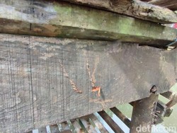 Teror Macan Kumbang di Desa Cikupa Ciamis Terjadi Setiap Tahun