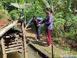 Upaya BKSDA Halau Macan Tutul Masuk Permukiman Warga Ciamis