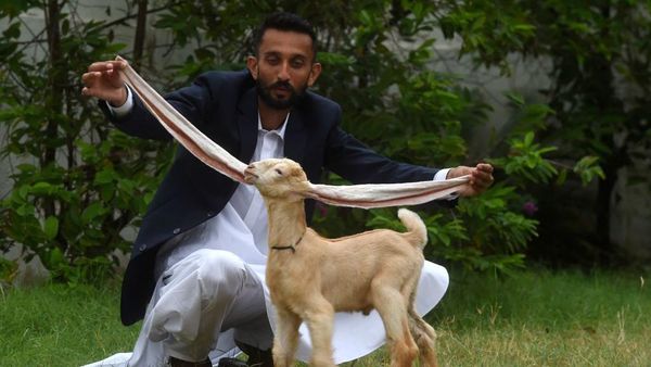 Unik, Anak Kambing Ini Punya Telinga Super Panjang
