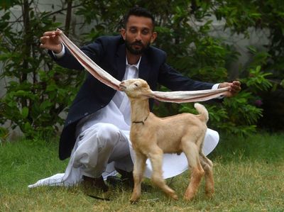 Unik, Anak Kambing Ini Punya Telinga Super Panjang