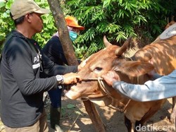 Peternak dan Pemilik Sapi di Pasuruan Diminta Tak Tolak Vaksin