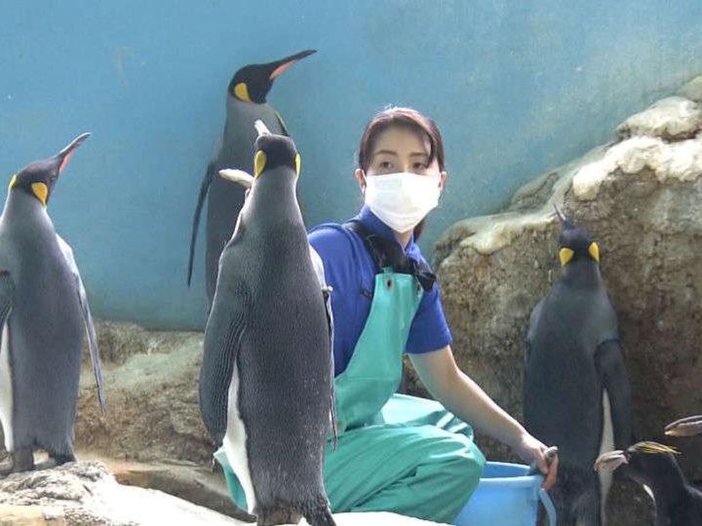 Penguin Jepang yang Ogah-ogahan Makan Ikan Murah