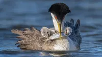 Karya Jawara Kontes Foto Burung yang Bikin Takjub