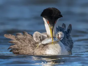 Karya Jawara Kontes Foto Burung yang Bikin Takjub