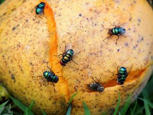 9 Cara Usir Lalat di Rumah! 9 Cara Usir Lalat di Rumah!