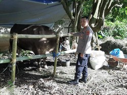 Campur Aduk Perasaan sang Polisi Jelang Disembelihnya Sapi Abdul