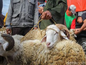 Baca Yuk Fakta Menarik Tentang Kambing