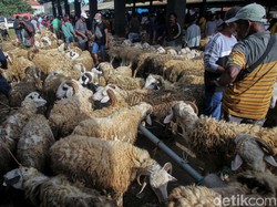 9 Syarat Hewan Kurban Mulai dari Usia hingga Kondisi Kesehatan