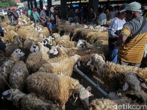 9 Syarat Hewan Kurban Mulai dari Usia hingga Kondisi Kesehatan 9 Syarat Hewan Kurban Mulai dari Usia hingga Kondisi Kesehatan