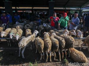 Potret Keramaian Pasar Hewan Muntilan Jelang Idul Adha 2022