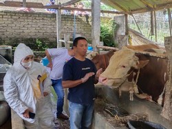 Si Afgan, Sapi Jumbo Asal Lembang yang Dipilih Jokowi untuk Kurban