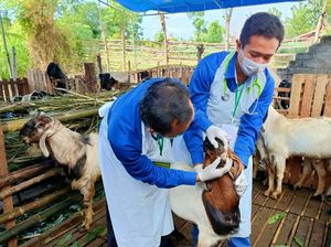 Pemkab Banyuwangi Bagikan Sertifikat Veteriner Hewan Kurban yang Sehat Pemkab Banyuwangi Bagikan Sertifikat Veteriner Hewan Kurban yang Sehat