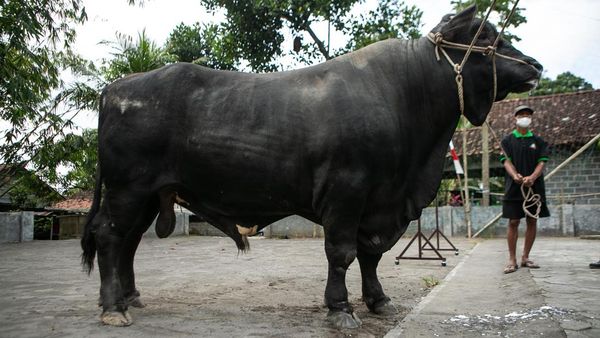 Nih Sapi Kurban Jokowi di Sleman, Bobotnya 1,07 Ton