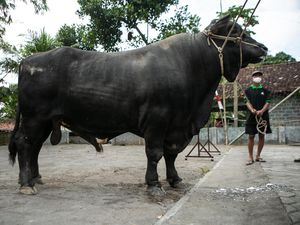 Nih Sapi Kurban Jokowi di Sleman, Bobotnya 1,07 Ton