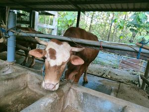 Gubernur Khofifah Kurban Sapi Simental Berat 1,05 Ton di Masjid Al Akbar