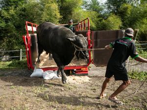 Warga Cangkringan Datangkan Jagal Khusus Tangani Sapi Kurban Jokowi