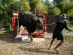 Warga Cangkringan Datangkan Jagal Khusus Tangani Sapi Kurban Jokowi