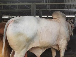 Sultan Sapi Kurban Idul Adha Jokowi di Cilegon Berbobot 1,1 Ton