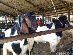 Harga Kambing di Banjarnegara Naik Drastis Jelang Idul Adha