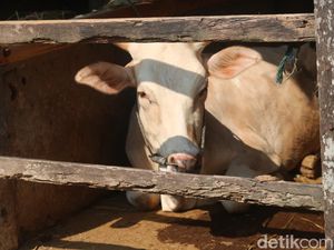 Binaragawan Ini Doyan Minum Urine Sapi yang Disucikan Binaragawan Ini Doyan Minum Urine Sapi yang Disucikan