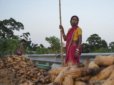 Ladang Jagung Rusak Gegara Banjir, Petani di India Pasrah