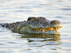 Buaya yang Jadi Ejekan buat Pria Gonta-ganti Pasangan Itu Satwa Paling Setia