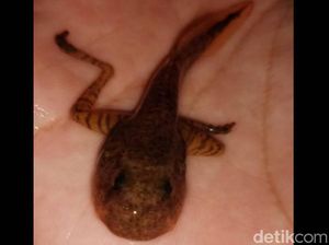 Payo, Kuliner Ekstrem Khas Kampung Adat Miduana di Pelosok Cianjur