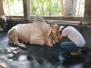 Momen Dedi Mulyadi Sedih Saat Lepas Sapi Peliharaan buat Dikurbankan