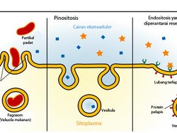 Mekanisme Endositosis dan Jenis-Jenisnya