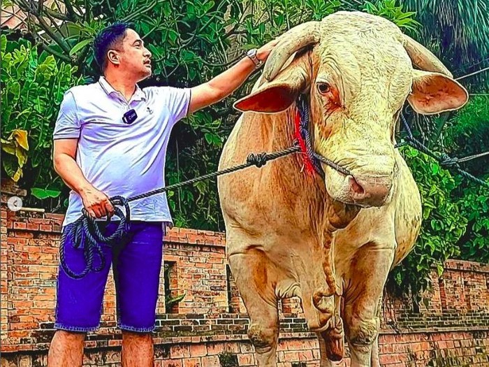 Gokil ! Irfan Hakim Kurban Sapi Terberat di Indonesia untuk Idul Adha