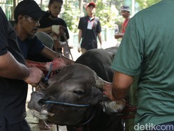 Tata Cara dan Doa Menyembelih Hewan Kurban
