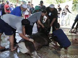 Jadwal Penyembelihan Hewan Kurban Idul Adha 2022