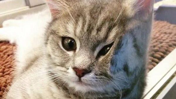 Kelakuan Kucing Kalau Ikut Belanja ke Supermarket