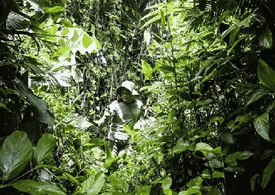 Mengenal Laskar Khusus Penjaga Si Cula Satu di Ujung Kulon