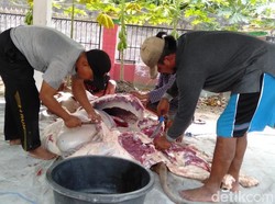 DKPP Bantul Temukan 84 Hewan Kurban Terjangkit Cacing Hati