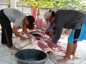 DKPP Bantul Temukan 84 Hewan Kurban Terjangkit Cacing Hati DKPP Bantul Temukan 84 Hewan Kurban Terjangkit Cacing Hati