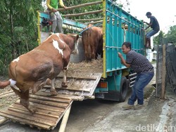 6 Jenis Sapi Potong, Cocok Dipakai Hewan Kurban saat Idul Adha