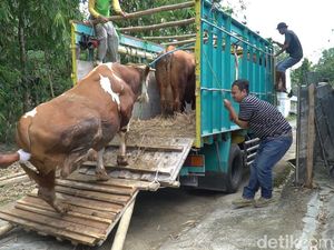 Jokowi Kurban 2 Sapi Berbobot 1 Ton di Solo Jokowi Kurban 2 Sapi Berbobot 1 Ton di Solo