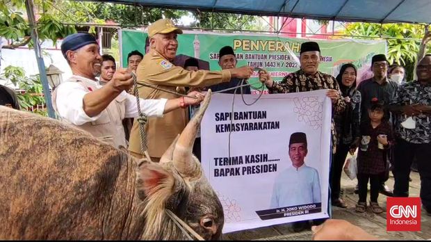 Sapi Bantuan Kurban Jokowi