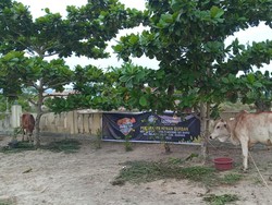 Muhammadiyah Asahan Sembelih 207 Ekor Hewan Kurban