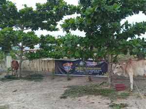 Muhammadiyah Asahan Sembelih 207 Ekor Hewan Kurban Muhammadiyah Asahan Sembelih 207 Ekor Hewan Kurban