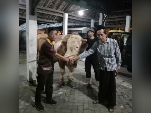 2 Sapi Kurban Jokowi Mulai Dikirim ke Solo, Disembelih Besok 2 Sapi Kurban Jokowi Mulai Dikirim ke Solo, Disembelih Besok